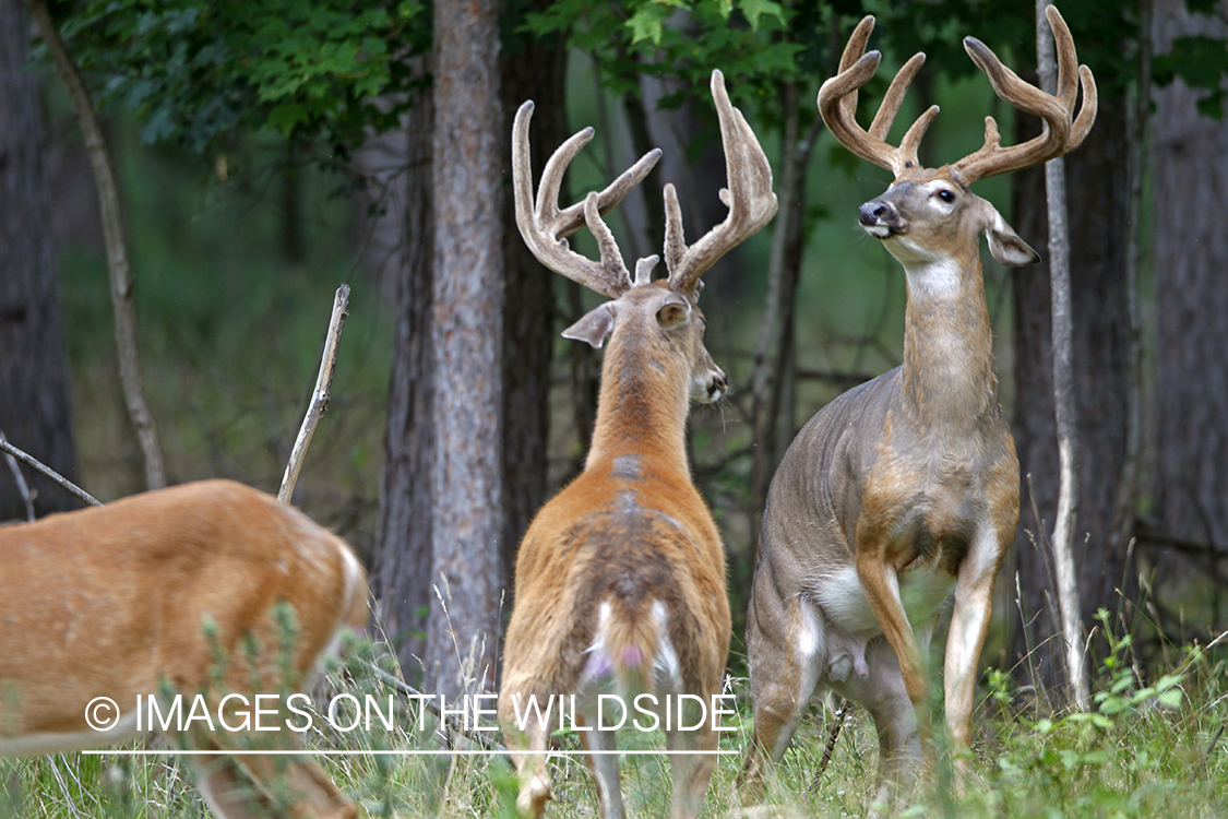 White-tailed bucks fighting in habitat. 