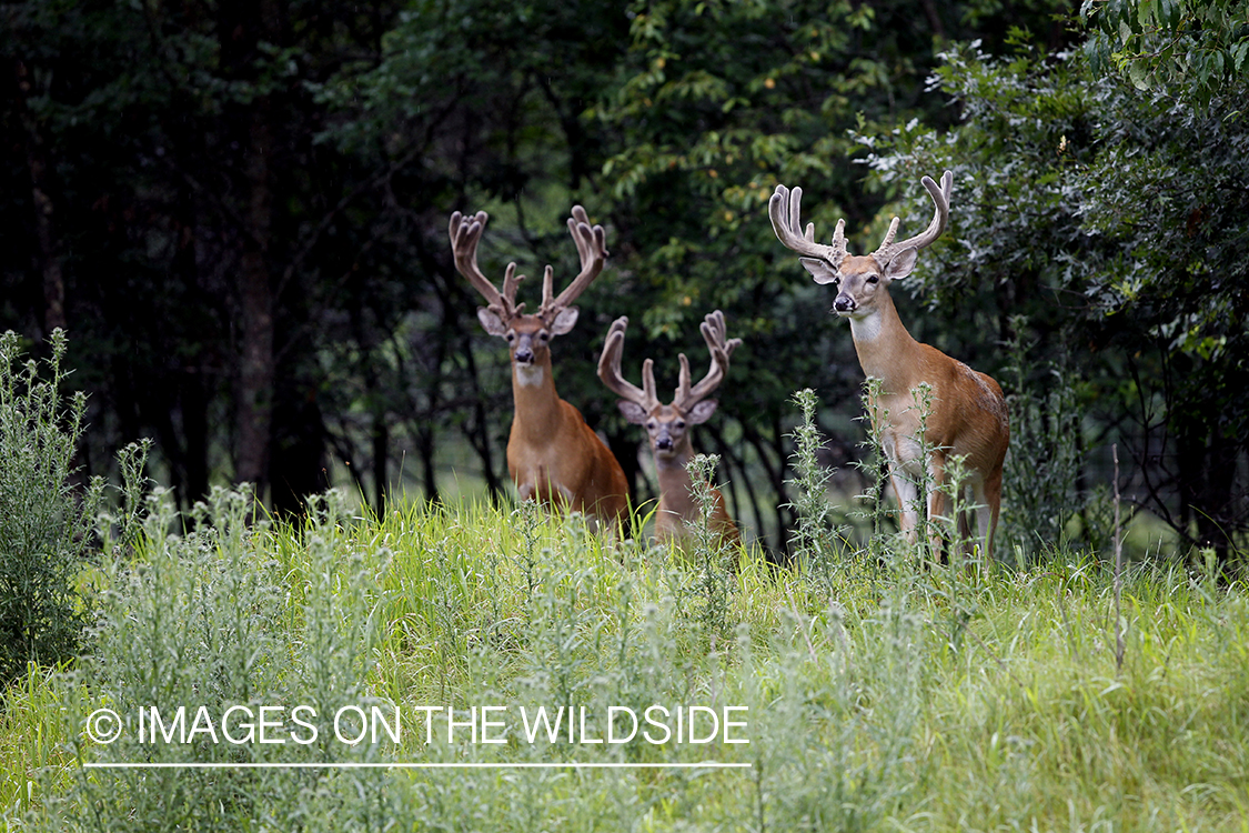 White-tailed bucks in velvet.