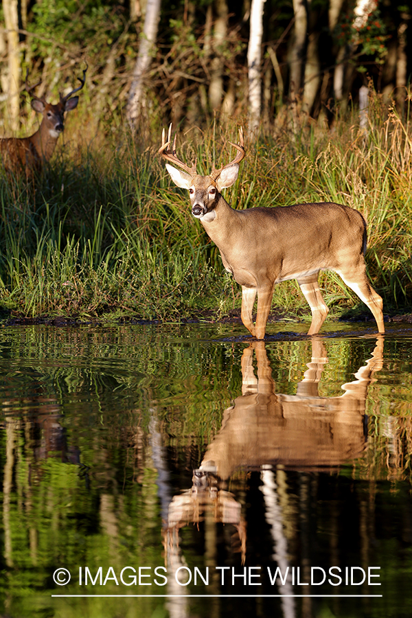 White-tailed buck with reflection.