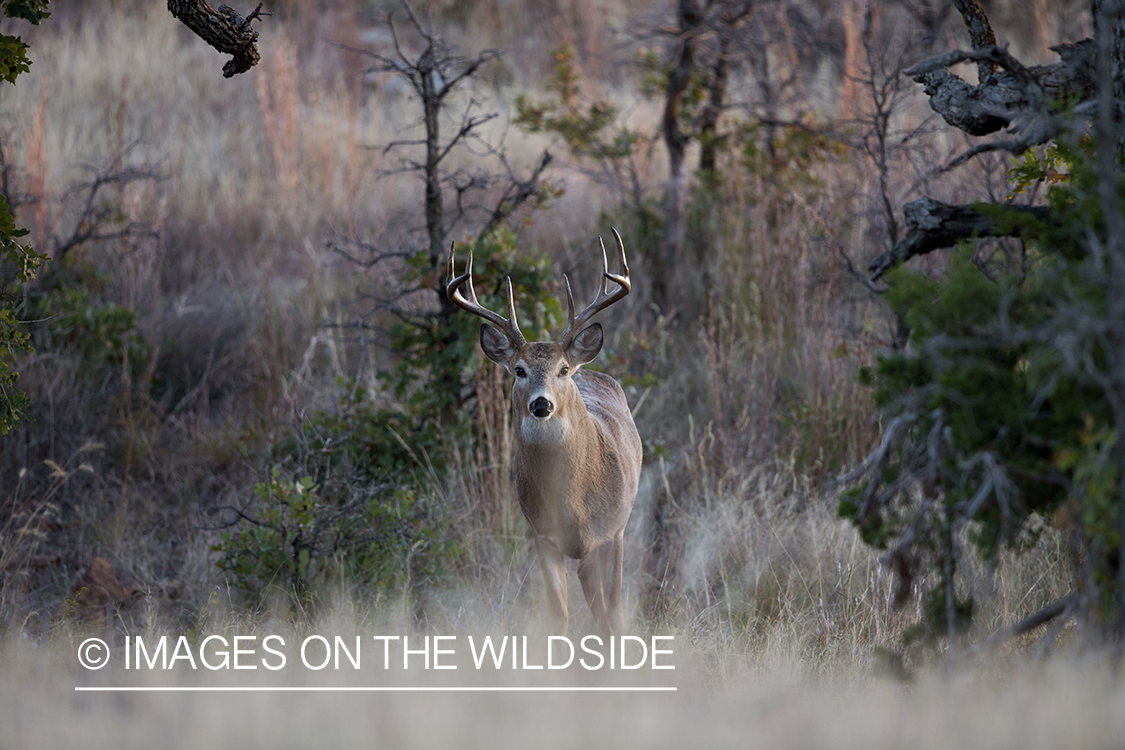 White-tailed buck in habitat.