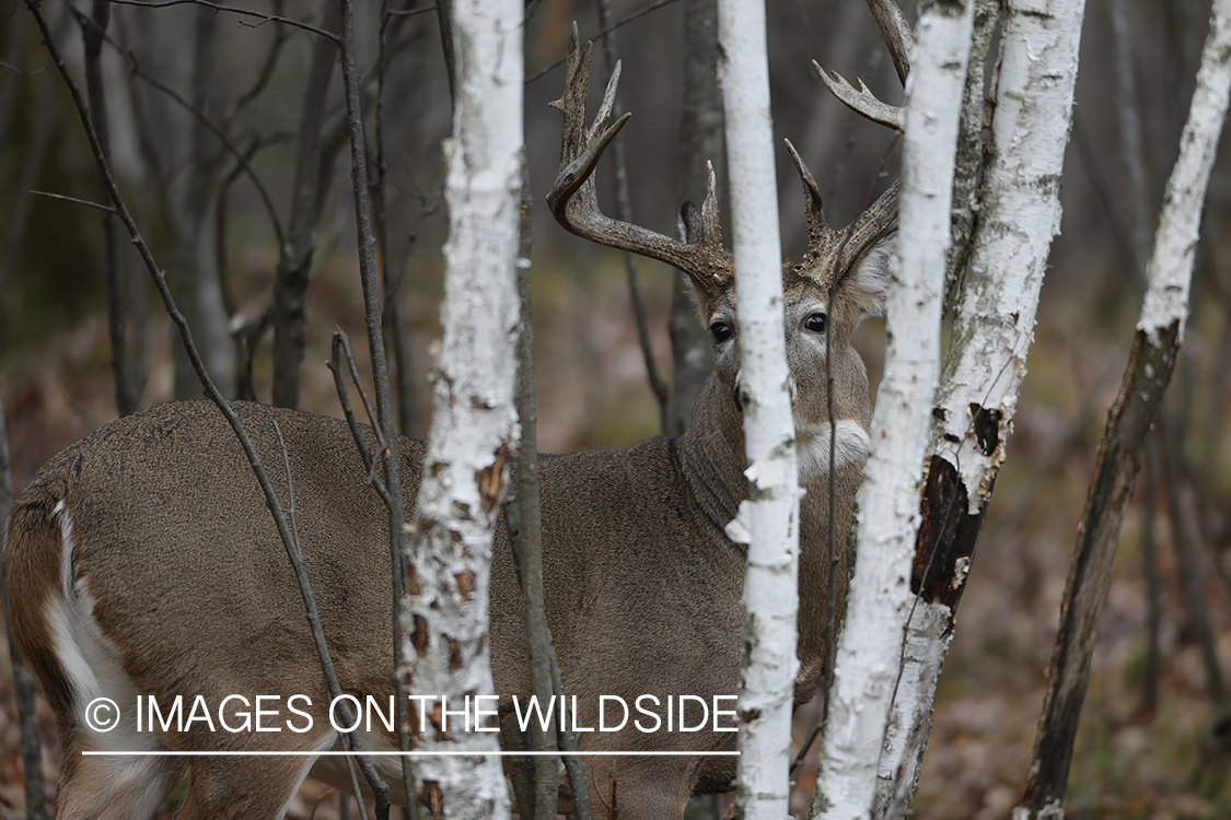 White-tailed buck in rut.