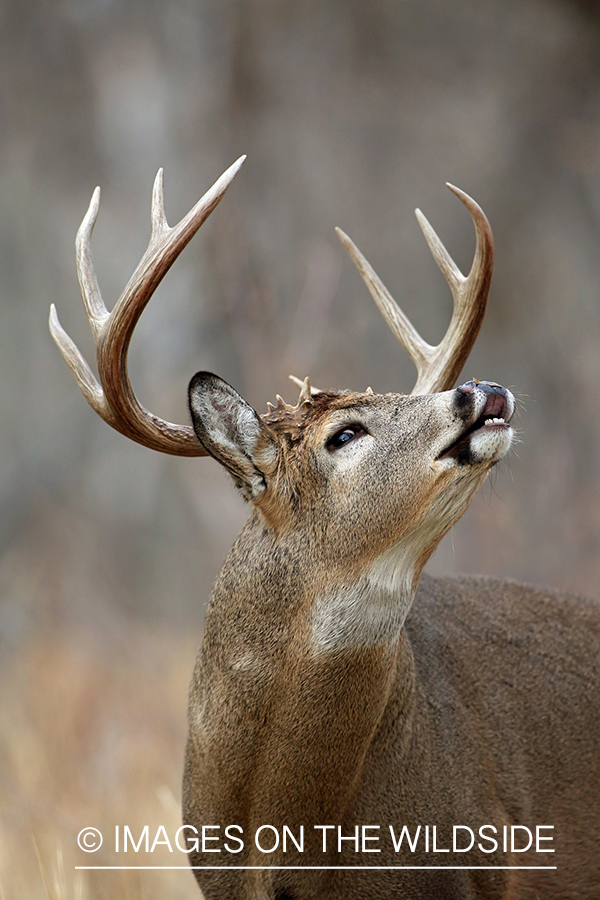 White-tailed deer buck lip curling.