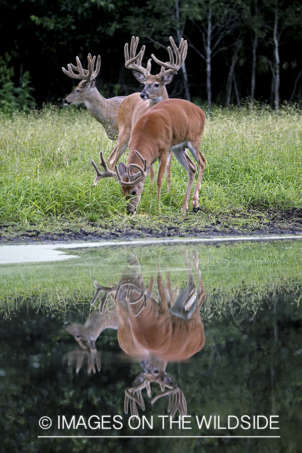 White-tailed Bucks in Velvet by spring.