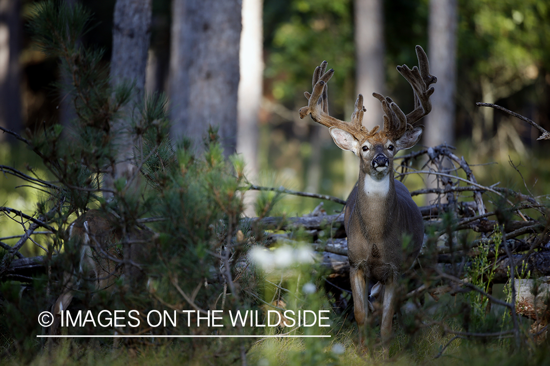 Big white-tailed buck in habitat.