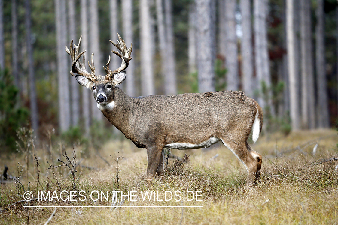 White-tailed buck in woods.