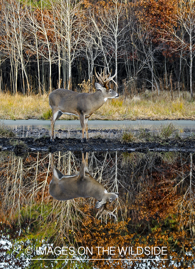 White-tailed buck with reflection in water.