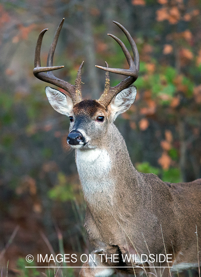 White-tailed buck in habitat.