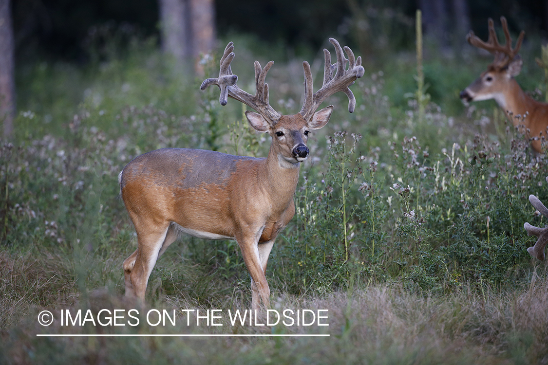 White-tailed buck in velvet.