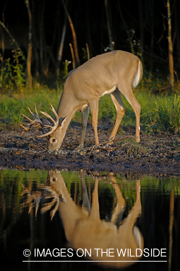 White-tailed buck drinking at waters edge.