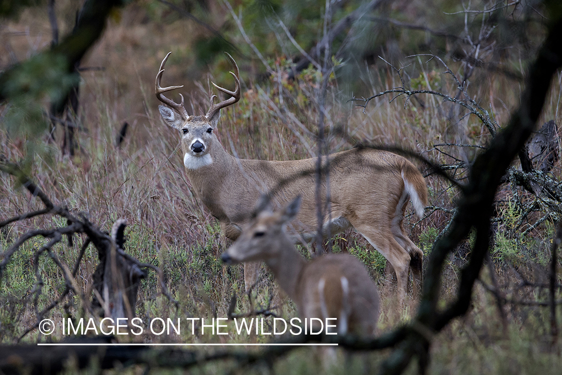 White-tailed buck in rut with doe.