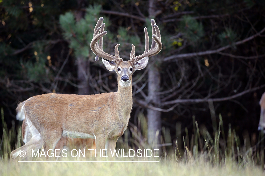 White-tailed buck in field.