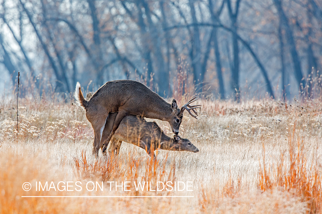 White-tailed buck mating with doe.