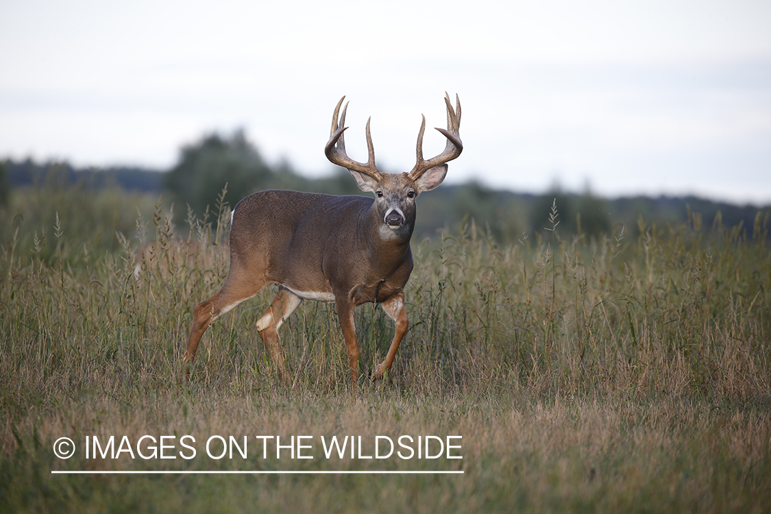 White-tailed buck in the rut.