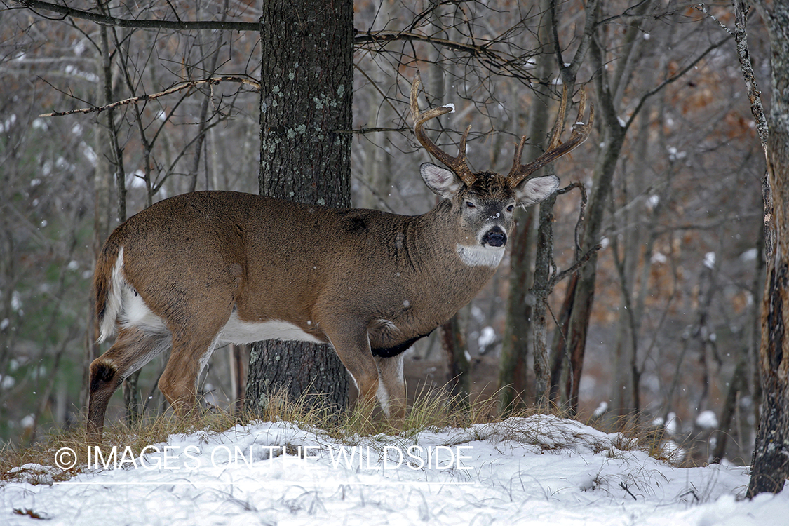 White-tailed buck in the rut.