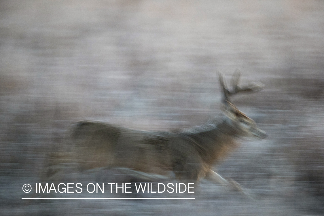 White-tailed buck in field.