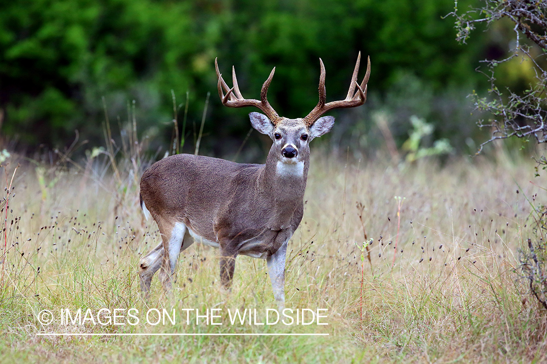 White-tailed buck in the Rut.