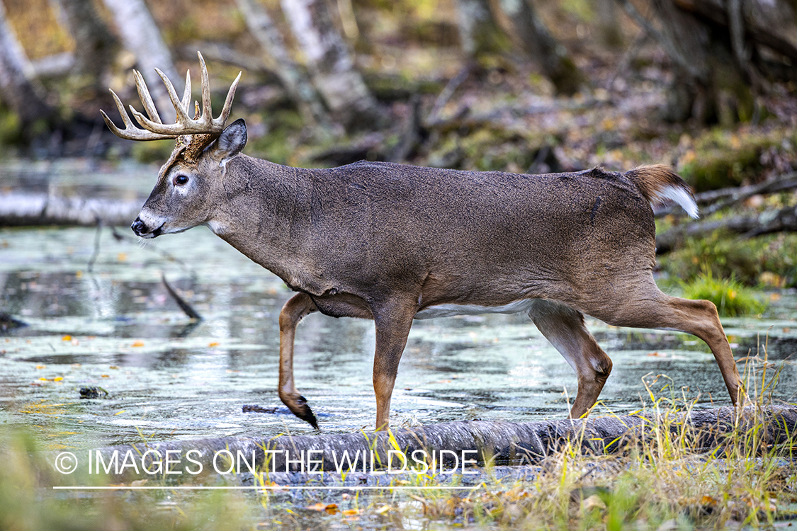 White-tailed buck in field.