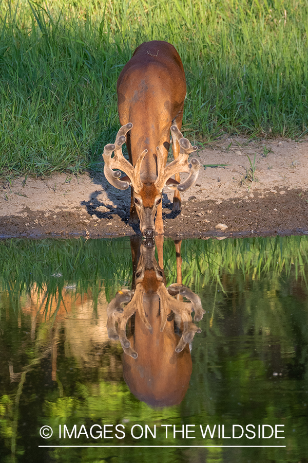 White-tailed buck in Velvet.