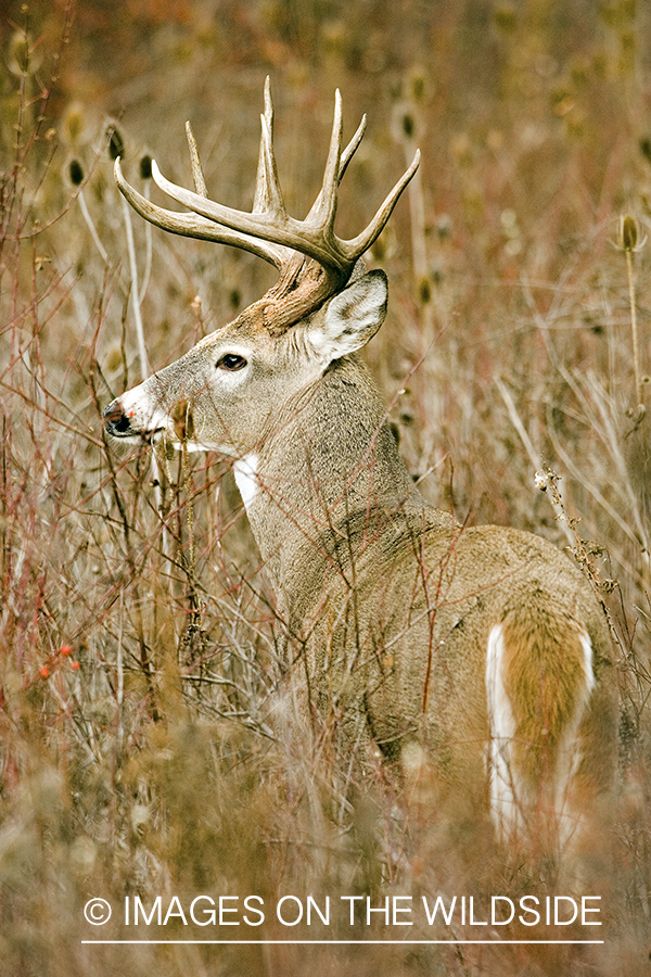 White-tailed deer in habitat