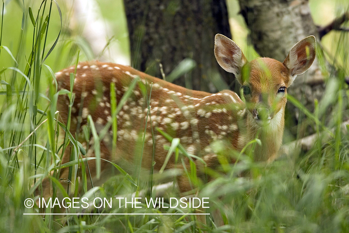 White-tailed fawn in habitat