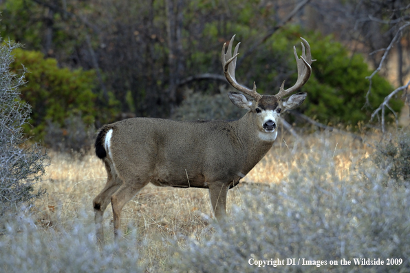 Blacktail buck in habitat.