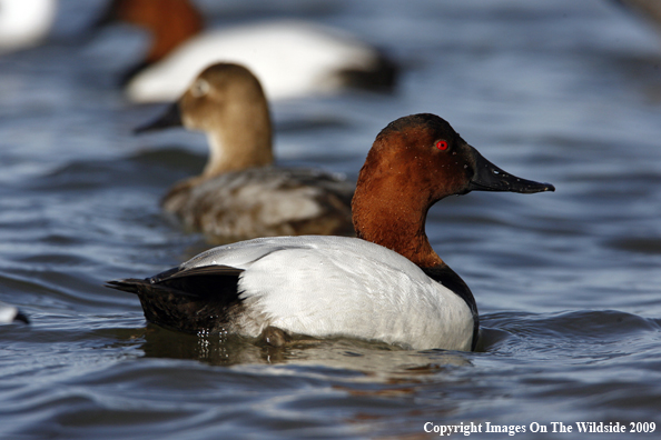 Canvasback Drake