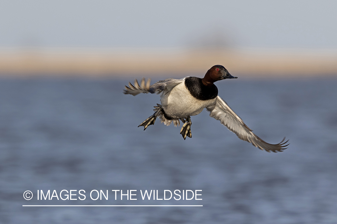 Canvasback in flight.