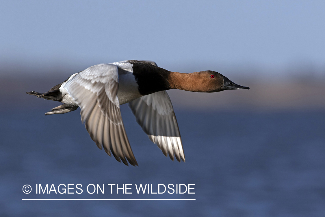 Canvasback drake in flight.