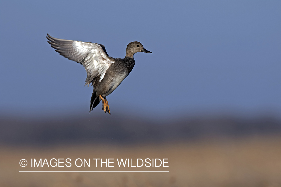 Gadwall in flight.