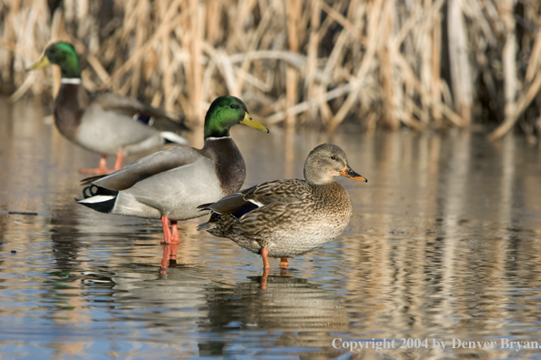 Mallards standing in pond.