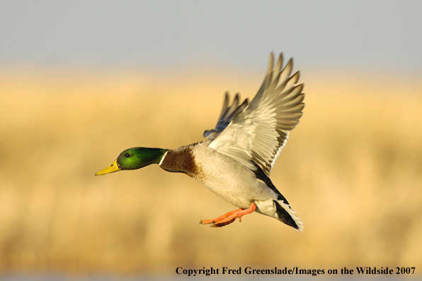 Mallard duck