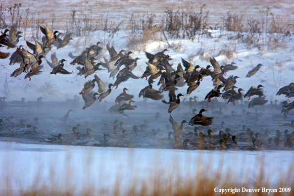 Mallard Ducks/Flock