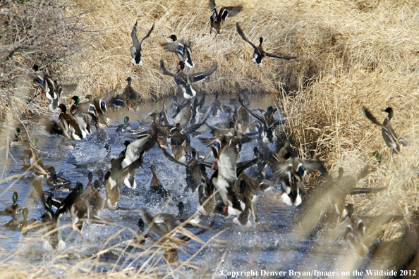 Large flock of mallards in habitat. 