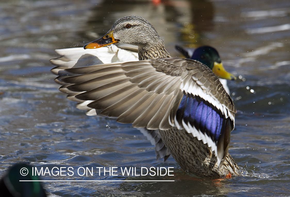 Mallard duck in habitat.