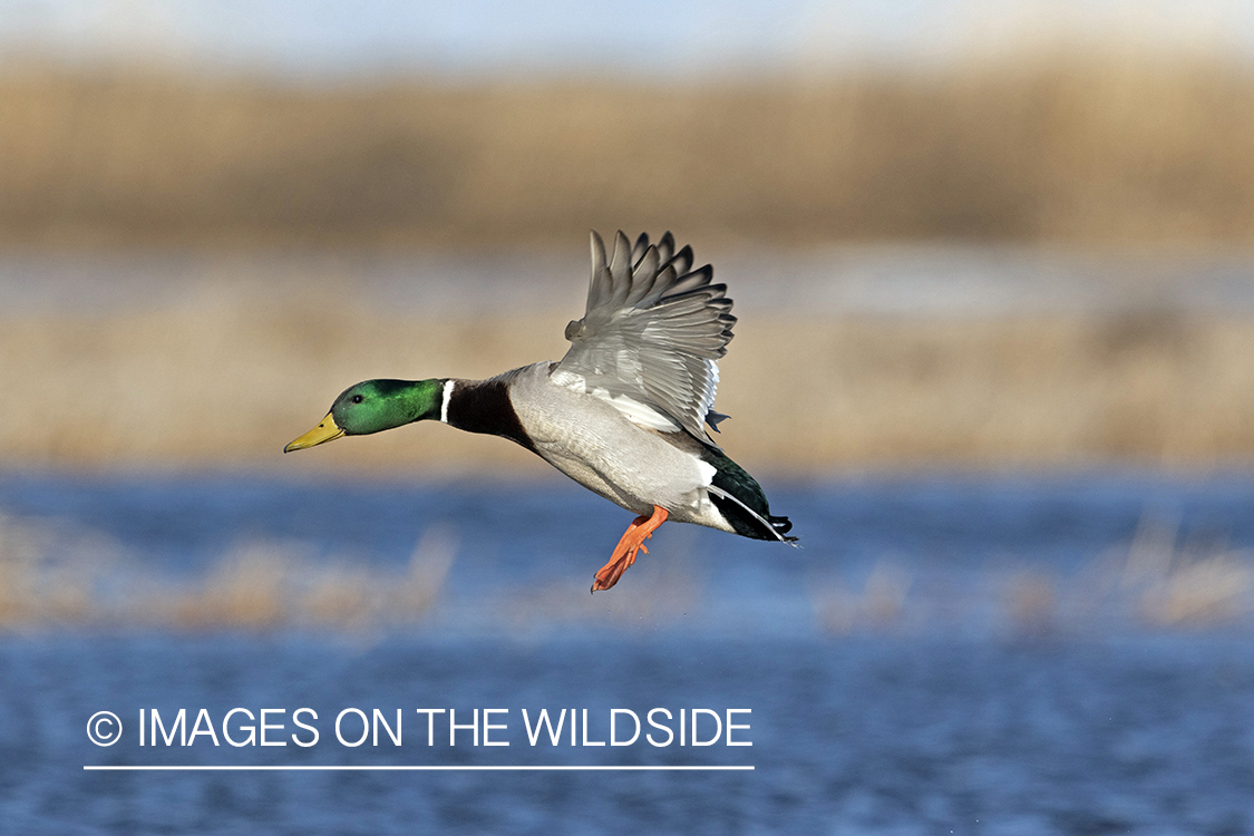 Mallard drake in flight.