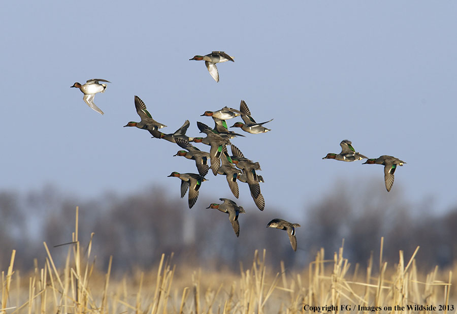 Flock of green-winged teal ducks in flight.