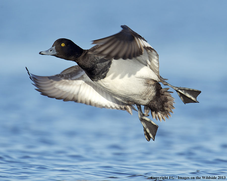 Lesser Scaup in habitat.