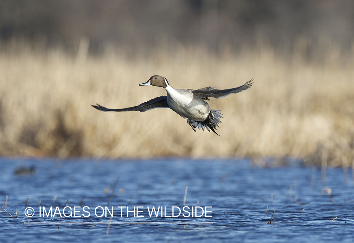 Pintail duck in flight.