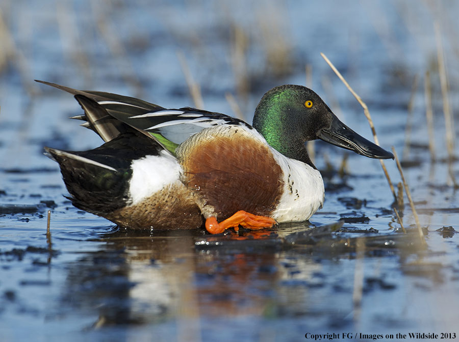 Shoveler duck landing.