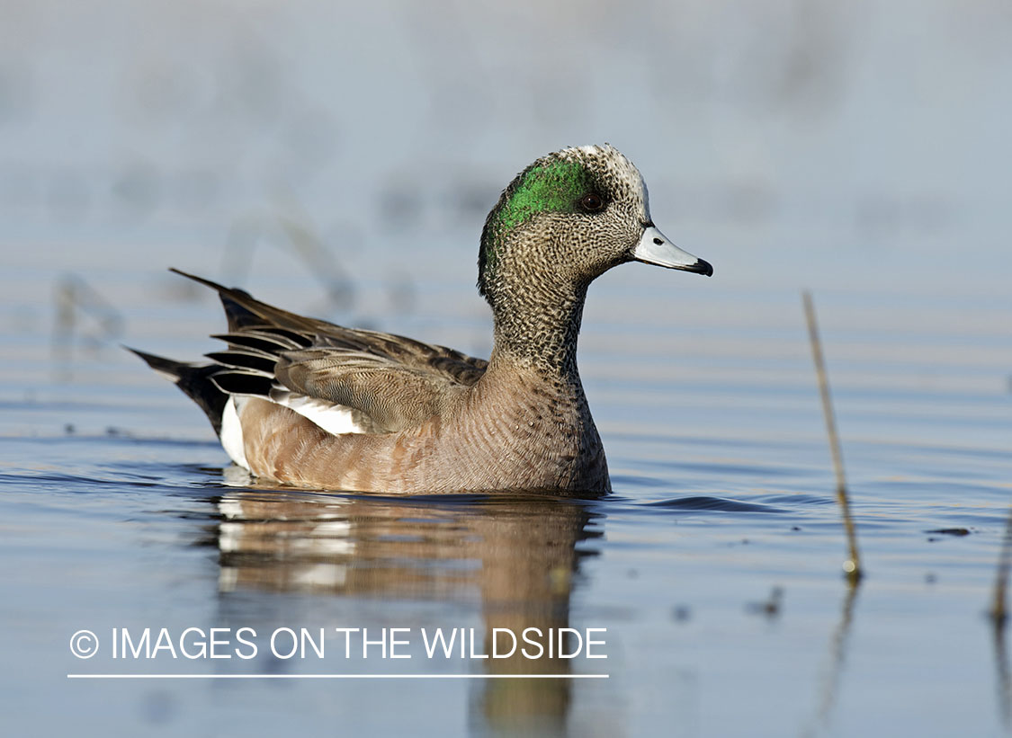 Wigeon duck in habitat.