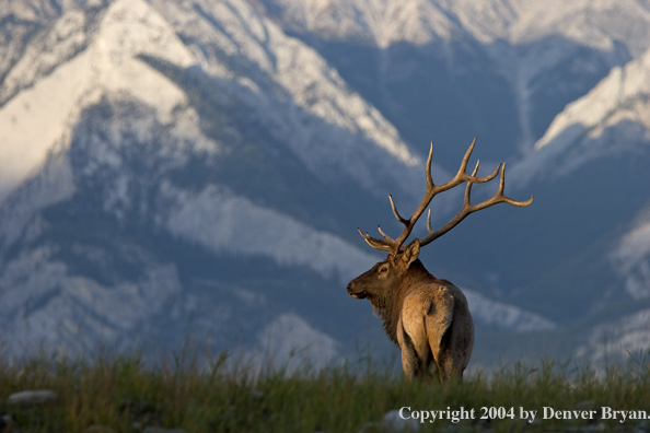 Rocky Mountain bull elk in habitat.