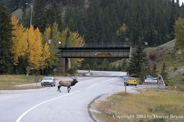 Rocky Mountain bull elk crossing road.