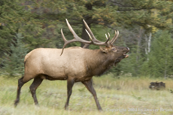 Rocky Mountain bull elk bugling.