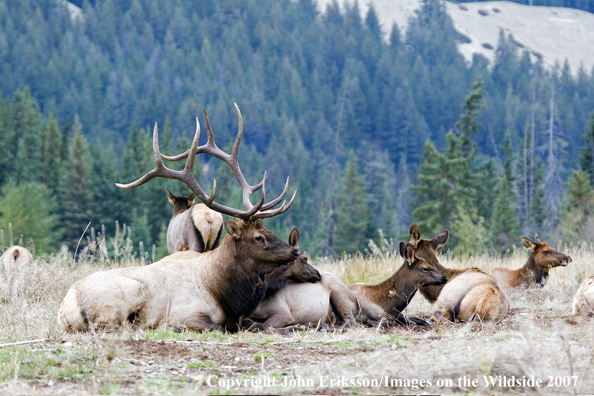 Elk in habitat