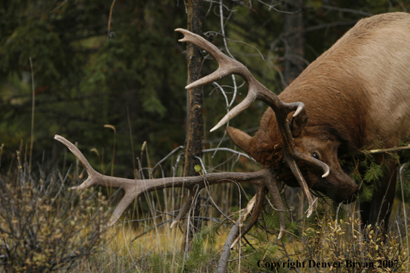 Rocky Mountain Elk rubbing