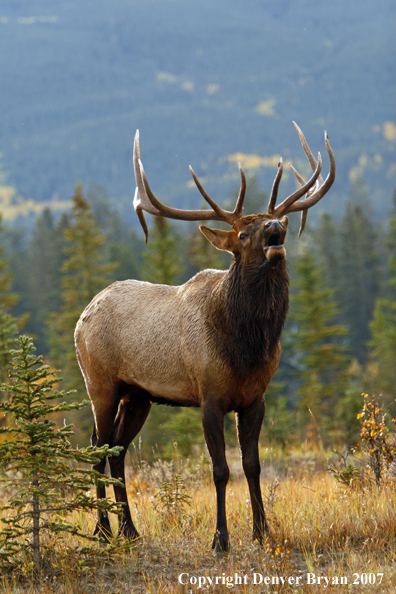 Rocky Mountain Elk bugling