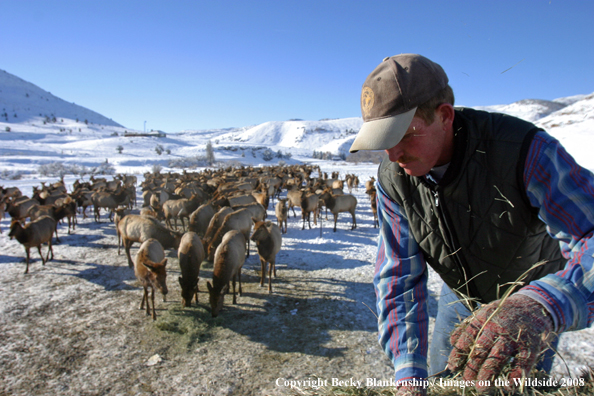 Rocky Mountain Elk