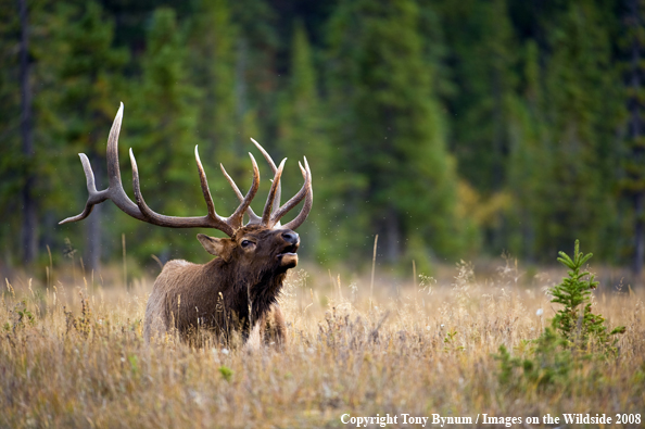 Bull Elk in field