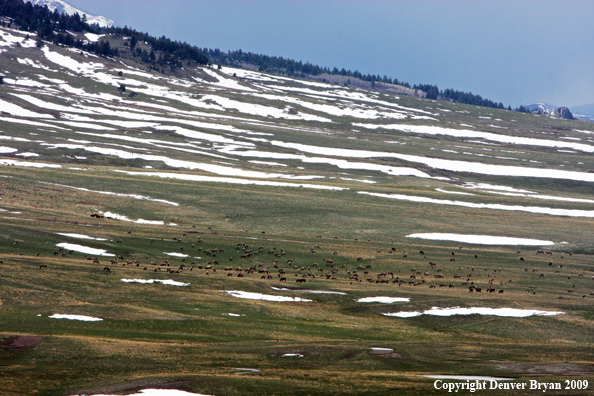 Rocky Montain Elk Herd