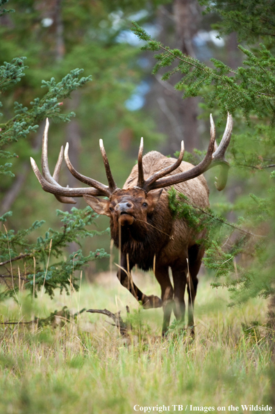 Bull Elk